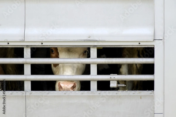 Obraz transport krów