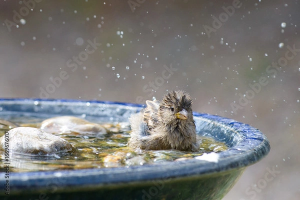 Fototapeta Sparrow Taking A Bath
