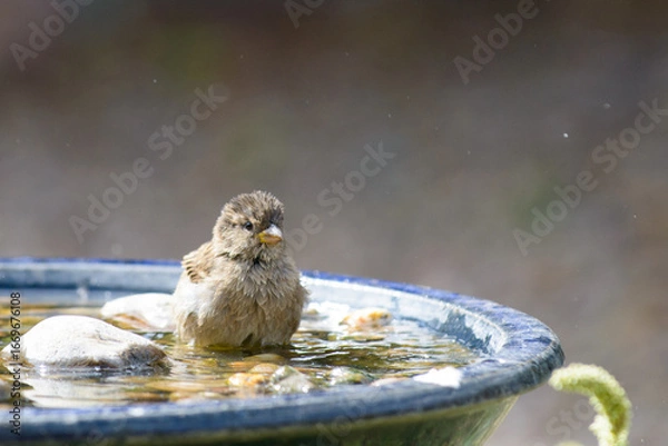 Fototapeta Sparrow In Birdbath