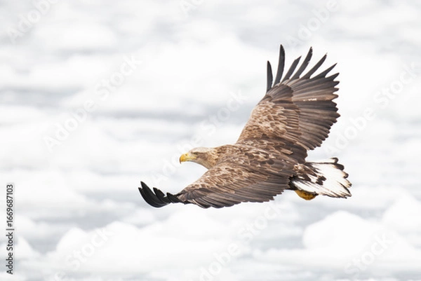 Fototapeta オジロワシ