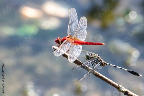 Fototapeta Dragonflies male and female perched on a twig in a lakeshore