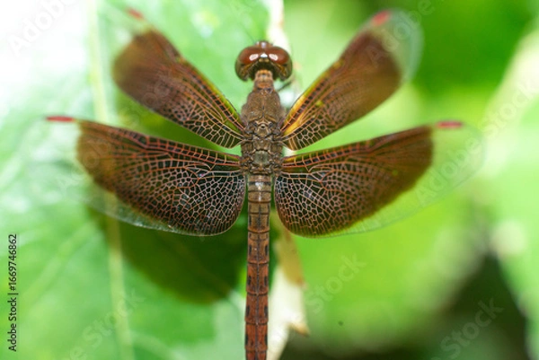Obraz Dragonflies from above