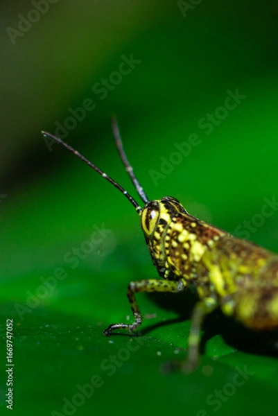 Obraz Cute Glangian Mustache