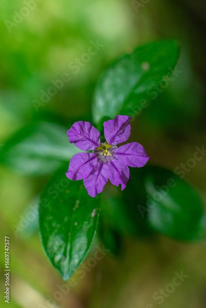 Obraz wasted purple flower