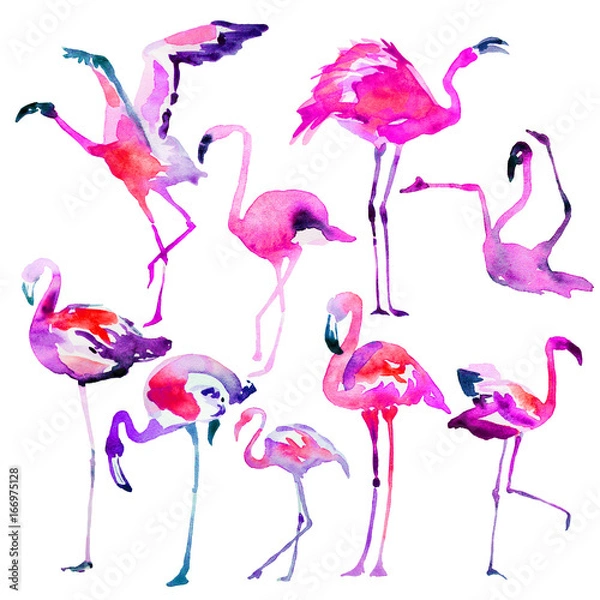 Fototapeta Beautiful watercolor flamingos, isolaned on a white. Big set.