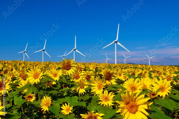 Obraz 布引風の高原・ひまわり（福島県・郡山市）