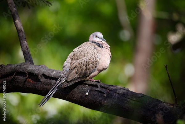Obraz Pigeon on branch