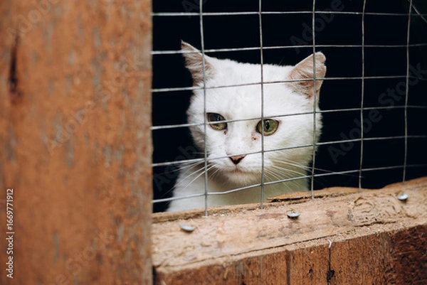 Fototapeta White cat with green eyes looking through cage in animal shelter.