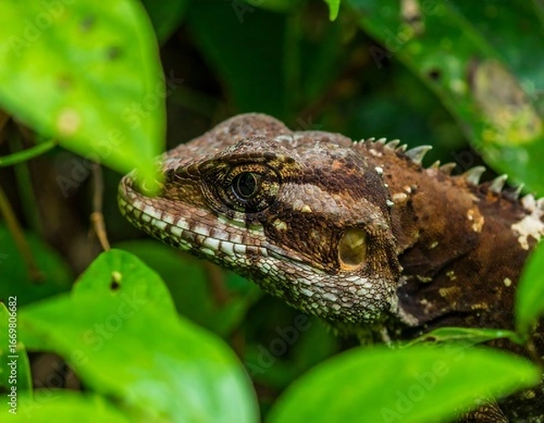 Obraz Lizard Portrait, Rainforest Foliage