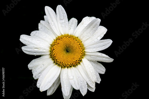 Fototapeta Chamomile on a black background