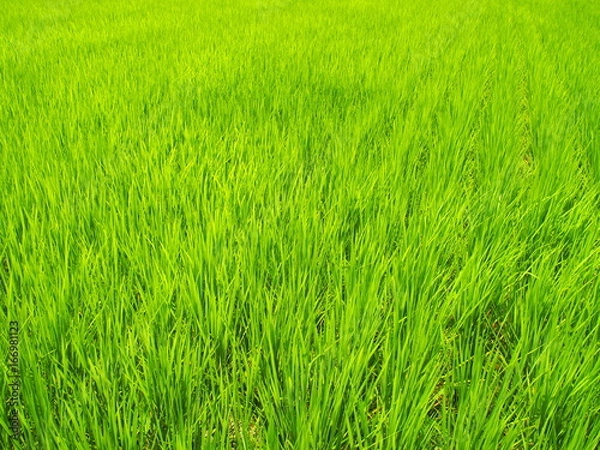 Fototapeta 青田風景