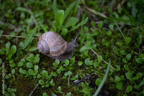 Fototapeta A snail crawls through the green grass. A snail on the moss. A wild snail in nature.
