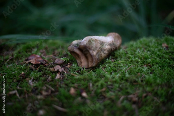 Fototapeta The bone is lying on the moss. Bonfire in the forest. Remnants of life.