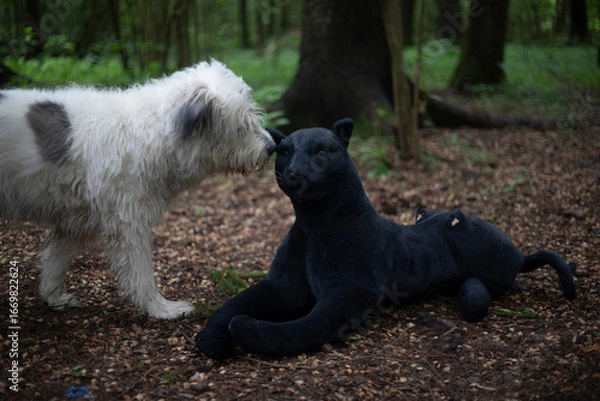 Fototapeta The dog sniffs the toy. A pet is surprised by a stuffed cat. Deception of the dog.