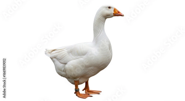 Obraz Isolated White Goose
