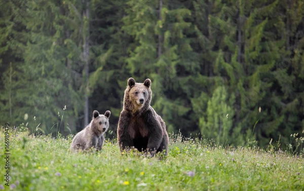 Obraz Mother bear with cub