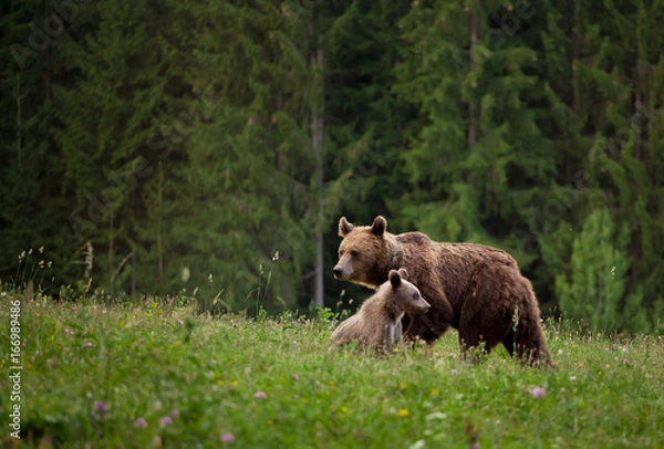 Obraz Mother bear with cub