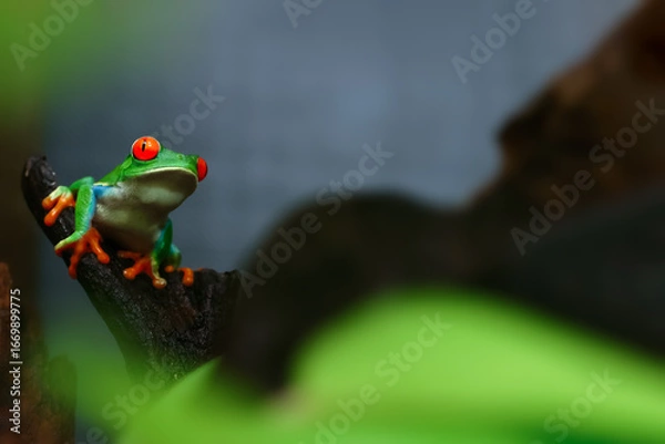 Fototapeta Colorful amazon Red-eyed tree frog clutching on green leaves with blurred foreground from green bokeh. Selective focus at eye and copy space. Background for natural wildlife or exotic pets.