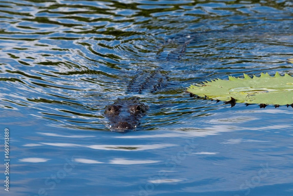 Obraz Crocodile swimming at water surface.