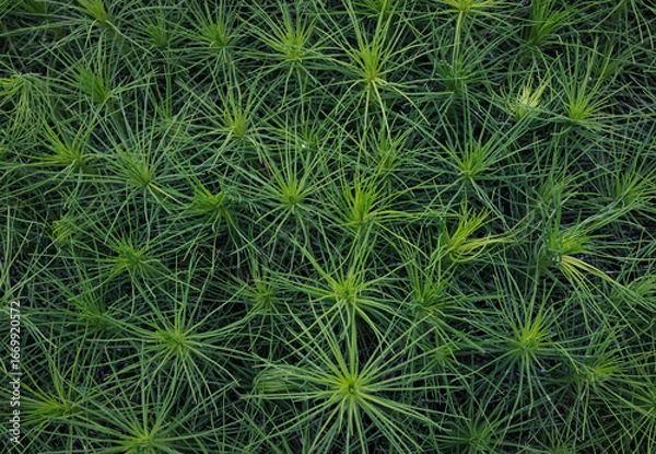 Obraz Background of young pine seedlings top view. Pine seedlings.