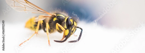Fototapeta Close-Up einer Wespe
