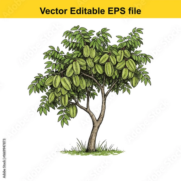 Fototapeta Star fruit tree with ripe green fruits hanging on branches, isolated on white background