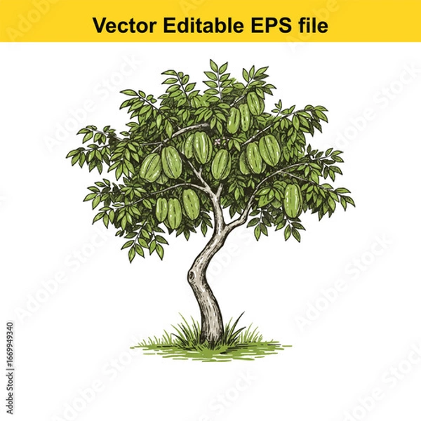 Fototapeta Star fruit tree with ripe green fruits hanging on branches, isolated on white background