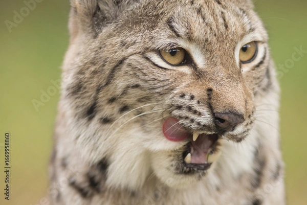 Fototapeta lynx, tongue, licking, snout, portrait, high quality, head, eyes, detail, wildcat, predator, lynx lynx, eurasian, nose, teeth, muzzle, whiskers, cat