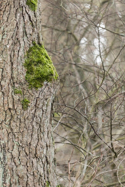 Fototapeta tangle of branches, background, structure, texture, nature, wood, forest, realtree, real tree, pattern, wallpaper, vertical, moss, green, brown, grey