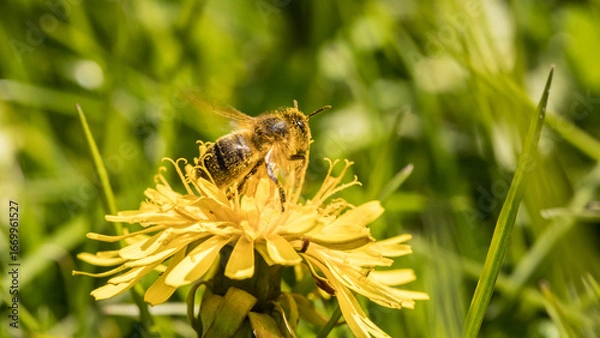 Fototapeta bee, honeybee, flying away, flower, yellow, dandelion, pollination, pollinator, pollen, nectar, insect, honey, apis, melifera, abdomen, collecting pollen, pollen, mellifera, yellow