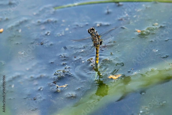 Fototapeta leucorrhinia, pectoralis, female, darter, white, faced, large, egg, laying, abdomen, water surface, in flight, real photo, dragonfly, closeup