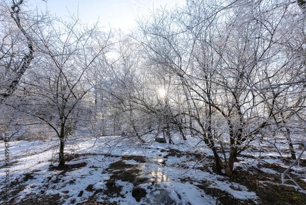 Fototapeta Snow-covered trees. Branches covered with frost. Beautiful fairytale winter.