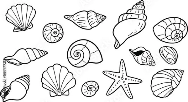 Obraz Vector set of seashells and starfish in black and white line art style
