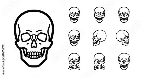 Fototapeta Skull Illustrations Diverse Views and Line Art for Design Projects, Halloween Graphics