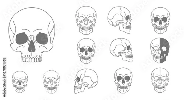 Fototapeta Collection of different views and perspectives of a human skull in a line drawing style