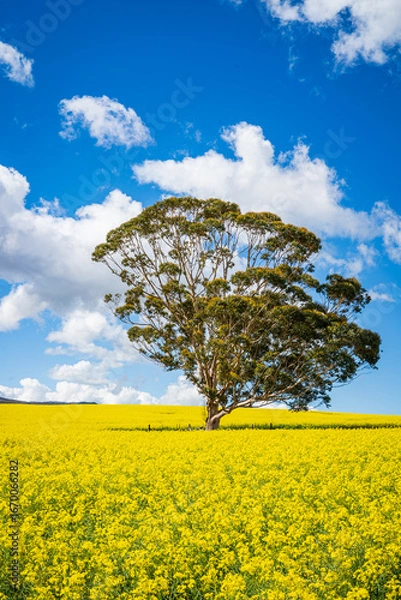Fototapeta A breathtaking view of the Overberg region in South Africa’s Western Cape, where rolling fields of green and gold stretch toward the Langeberg mountains. These landscape offers expansive copy space