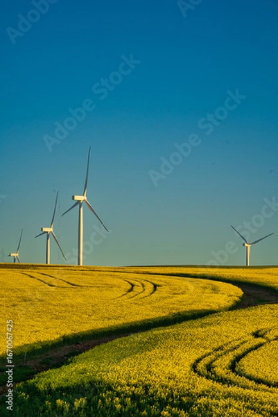 Fototapeta A breathtaking view of the Overberg region in South Africa’s Western Cape, where rolling fields of green and gold stretch toward the Langeberg mountains. These landscape offers expansive copy space