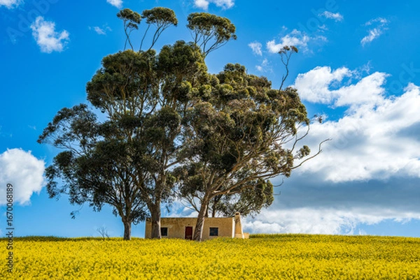 Fototapeta A breathtaking view of the Overberg region in South Africa’s Western Cape, where rolling fields of green and gold stretch toward the Langeberg mountains. These landscape offers expansive copy space