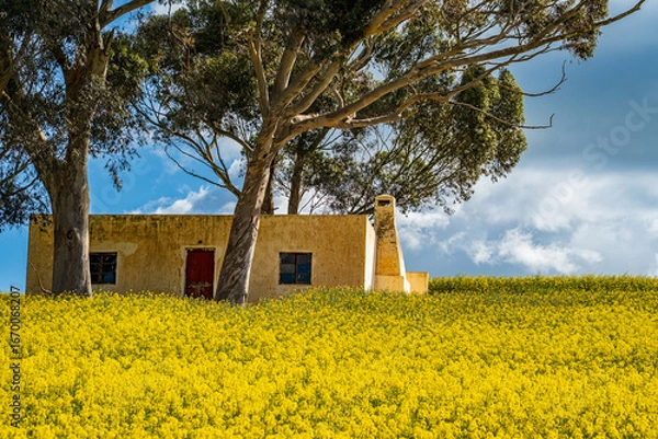 Fototapeta A breathtaking view of the Overberg region in South Africa’s Western Cape, where rolling fields of green and gold stretch toward the Langeberg mountains. These landscape offers expansive copy space