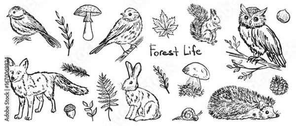 Fototapeta Forest animals and birds illustrations in black brush stroke texture isolated on white. Hand drawn vector sketch in vintage charcoal ink. Fox, hedgehog, owl, squirrel, hare, mushroom. Autumn forest