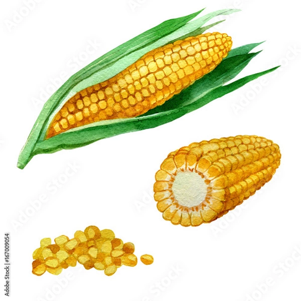 Obraz Watercolor illustration. Corn.
