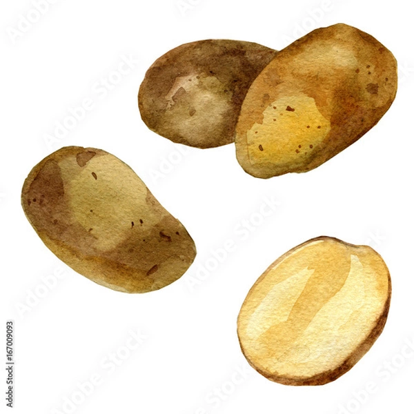 Obraz Akwarela ilustracja. Ziemniaki.