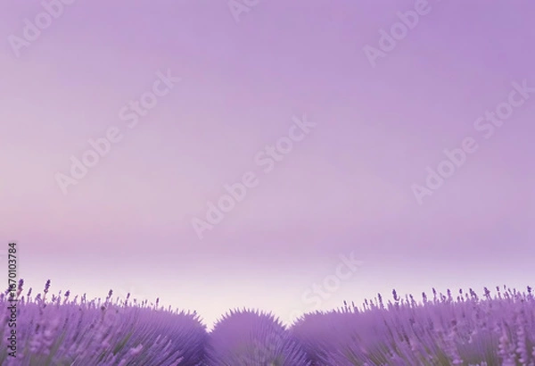 Obraz lavender flowers on the background of the sky