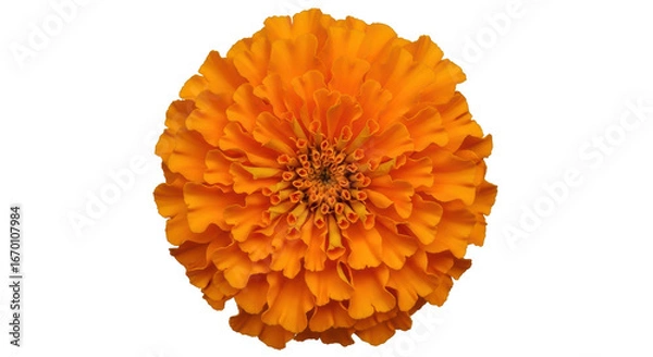 Obraz Isolated Orange Marigold Flower
