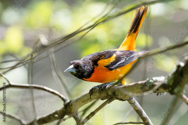 Fototapeta Baltimore Oriole in a Tree