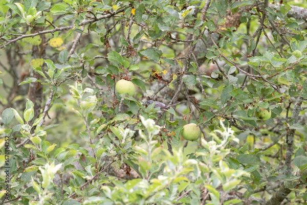Fototapeta Different Backgrounds I photographed 