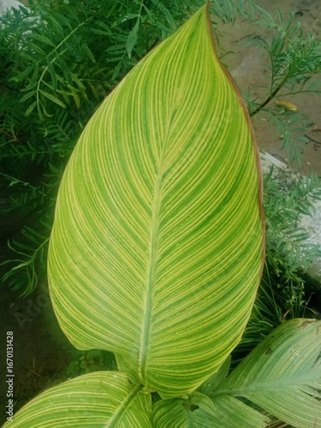 Fototapeta close up of a leaf