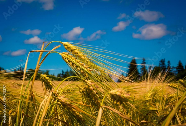Fototapeta barley field 