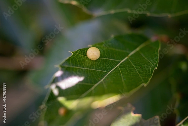 Fototapeta 虫こぶ