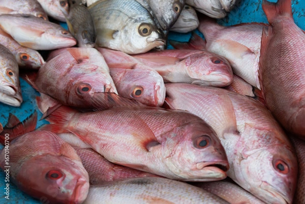 Fototapeta Fresh Red Snapper on Ice at Seafood Market, seafood concept